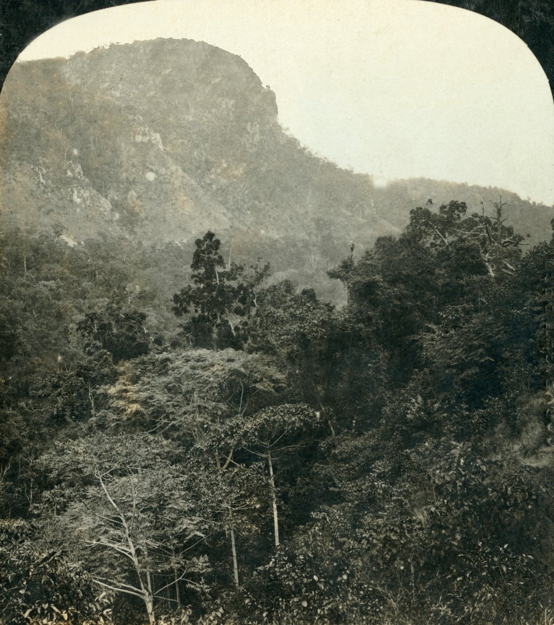 Tropische Vegetation in der Barron River Schlucht, Cairns, Queensland, Australien, ca. 1909 von George Rose