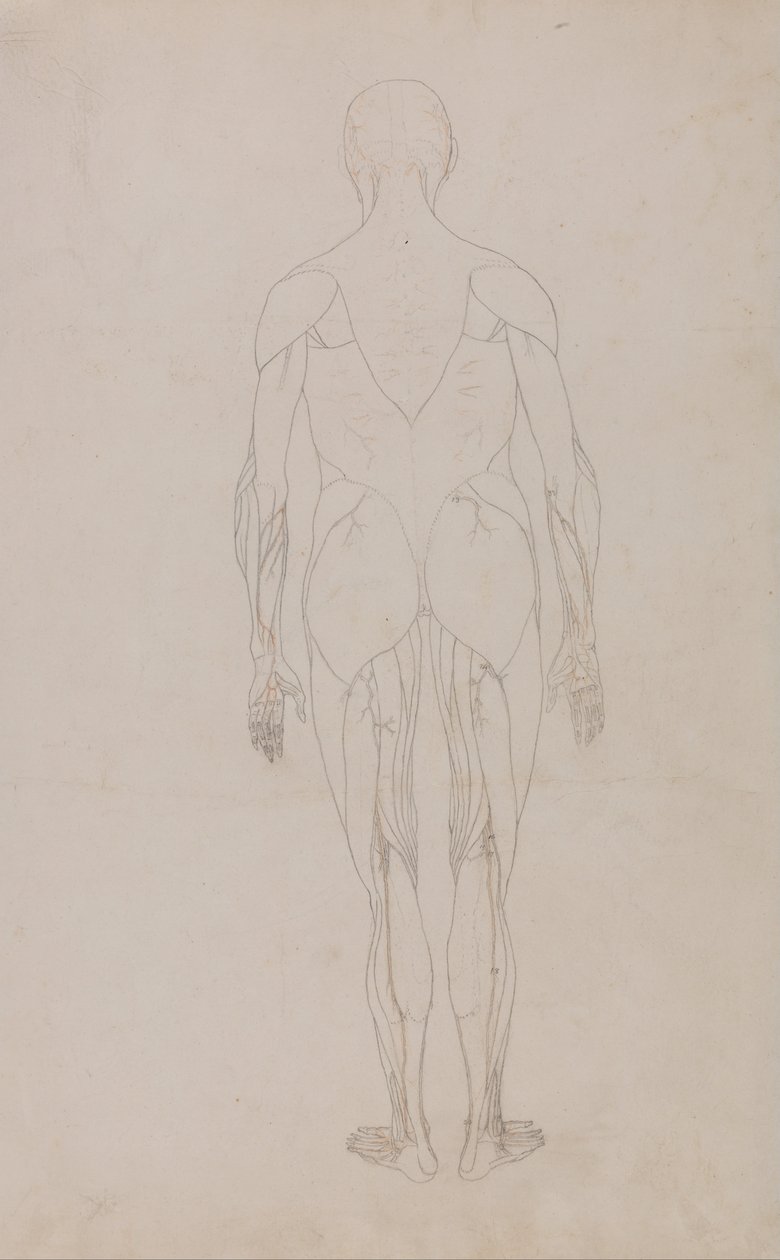 Eine vergleichende anatomische Darstellung der Struktur des menschlichen Körpers mit der eines Tigers und eines gewöhnlichen Huhns: Menschliche Figur, Rückansicht (Weitere Studie für Tafel XII) von George Stubbs