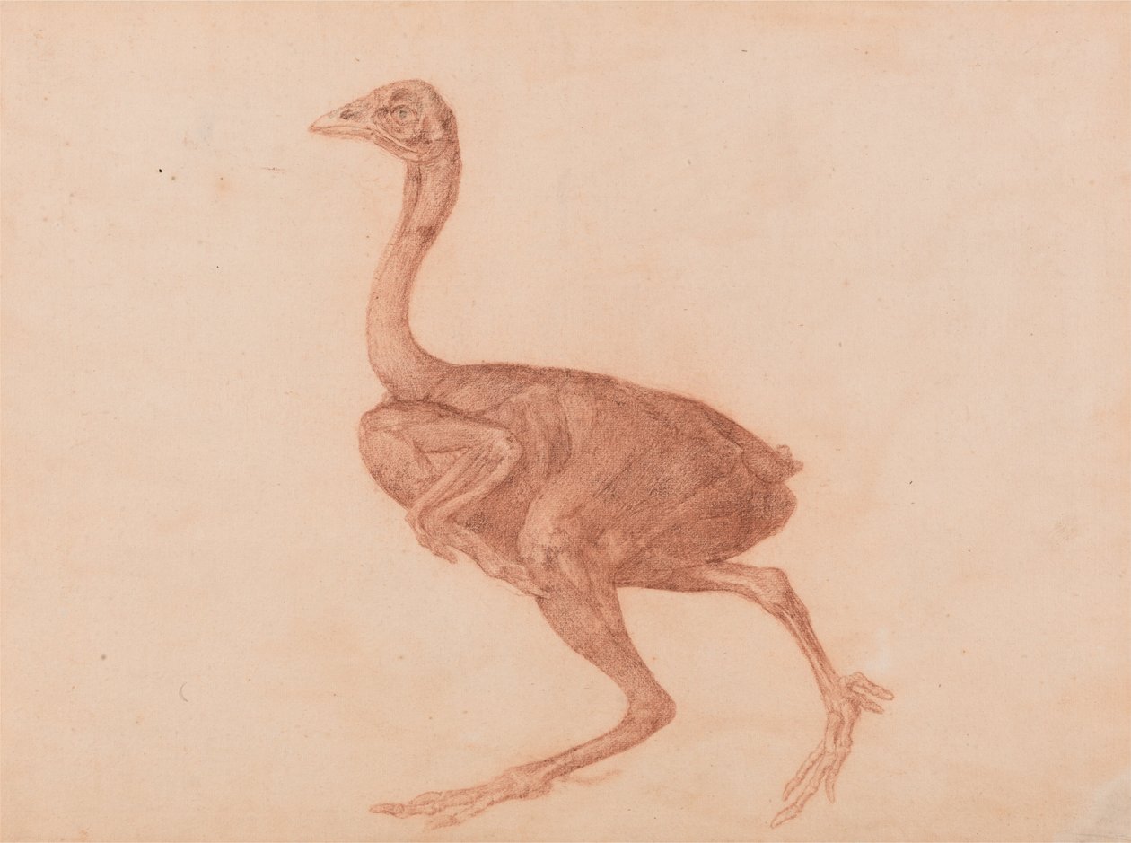 Vergleichende anatomische Darstellung der Struktur des menschlichen Körpers mit der eines Tigers und eines gewöhnlichen Huhns: Dorking-Henne, Seitenansicht von George Stubbs