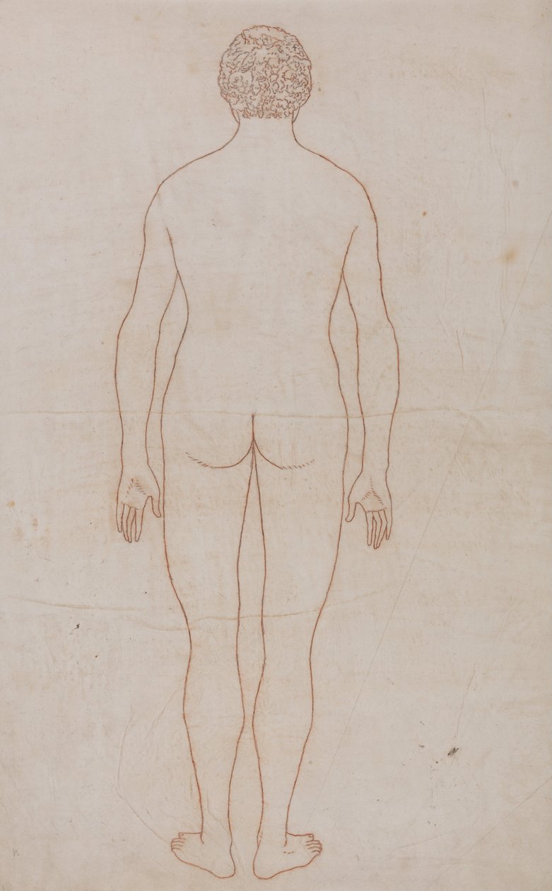 Vergleichende anatomische Darstellung der Struktur des menschlichen Körpers mit der eines Tigers und eines gewöhnlichen Huhns: Menschlicher Körper, Rückansicht (Umrisszeichnung für Tafel VII) von George Stubbs