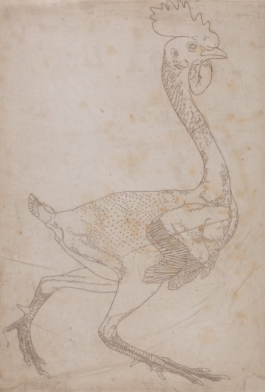 Vergleichende anatomische Darstellung des menschlichen Körpers mit einem Tiger und einem Haushuhn: Körper des Huhns, Seitenansicht (Wahrscheinlich zur Übertragung auf die Platte für die Gravur der Schlüsselfigur zu Tafel X vorbereitet) von George Stubbs