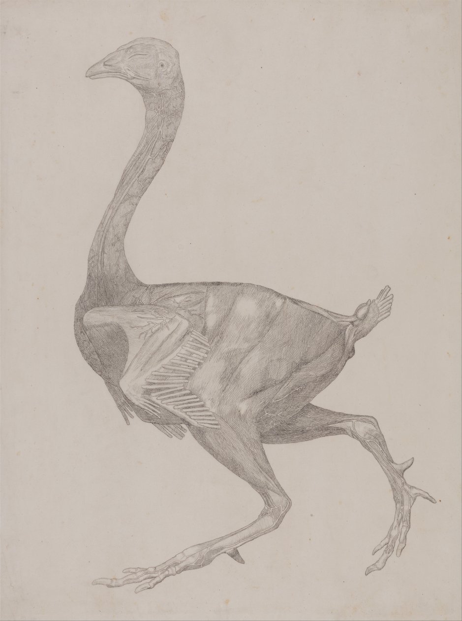 Vergleichende anatomische Darstellung der Struktur des menschlichen Körpers mit der eines Tigers und eines gewöhnlichen Huhns: Hühnerkörper, Seitenansicht von George Stubbs