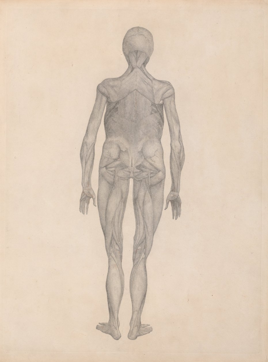 Vergleichende anatomische Darstellung der Struktur des menschlichen Körpers mit der eines Tigers und eines gewöhnlichen Huhns: Menschliche Figur, Rückansicht (Fertige Studie für eine unveröffentlichte Platte) von George Stubbs