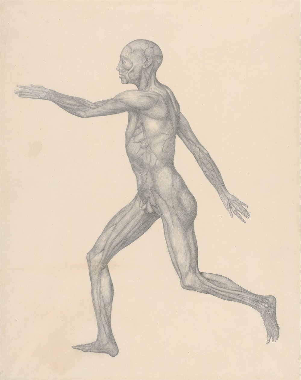 Vergleichende anatomische Darstellung der Struktur des menschlichen Körpers mit der eines Tigers und eines gewöhnlichen Huhns: Menschliche Figur, Seitenansicht, nach Entfernung der Haut und der darunterliegenden Faszienschichten (Fertige Studie für Tafel X von George Stubbs