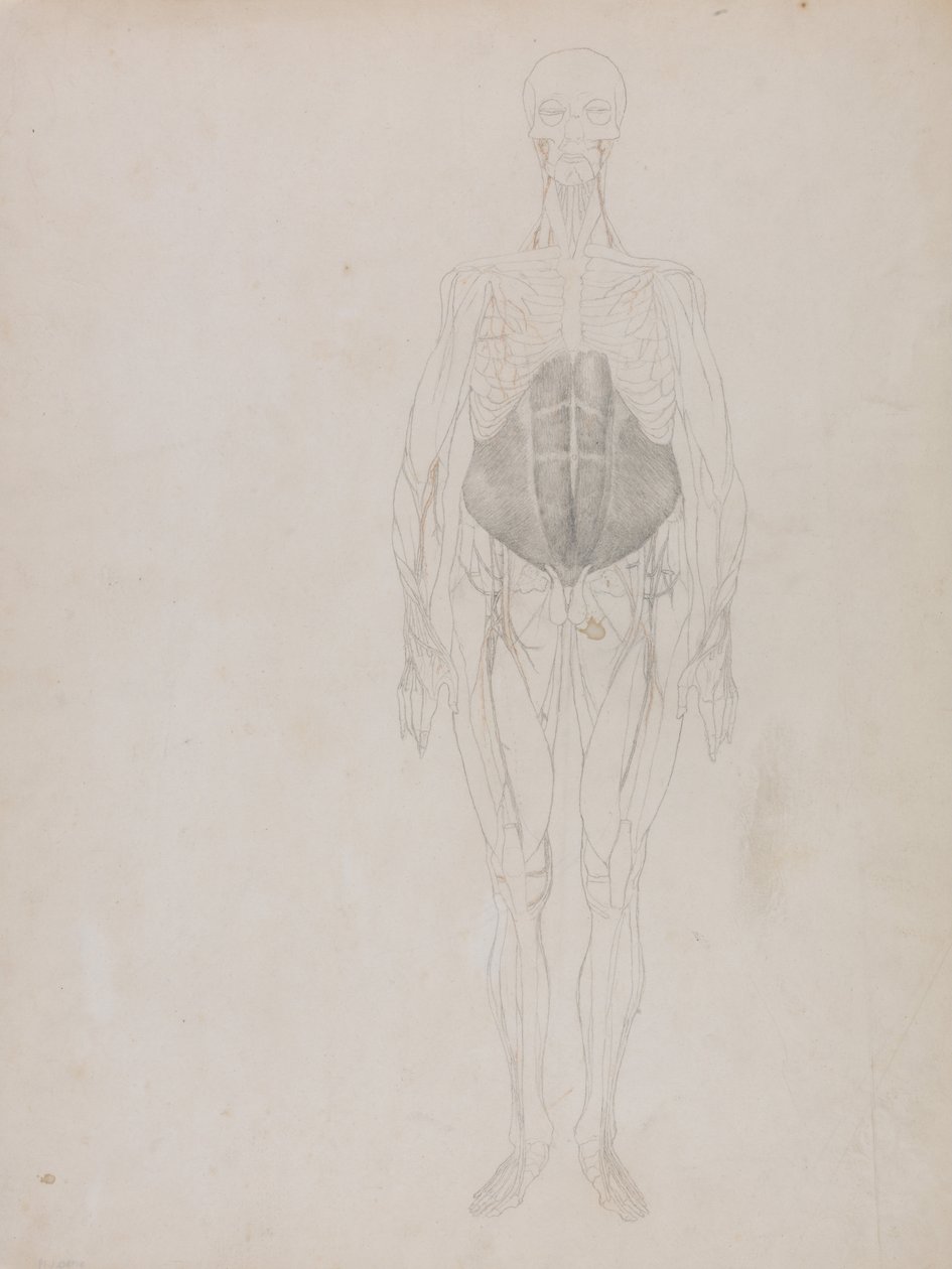 Vergleichende anatomische Darstellung der Struktur des menschlichen Körpers mit der eines Tigers und eines gewöhnlichen Huhns: Menschliche Figur, Vorderansicht (größtenteils in Umrissen) von George Stubbs