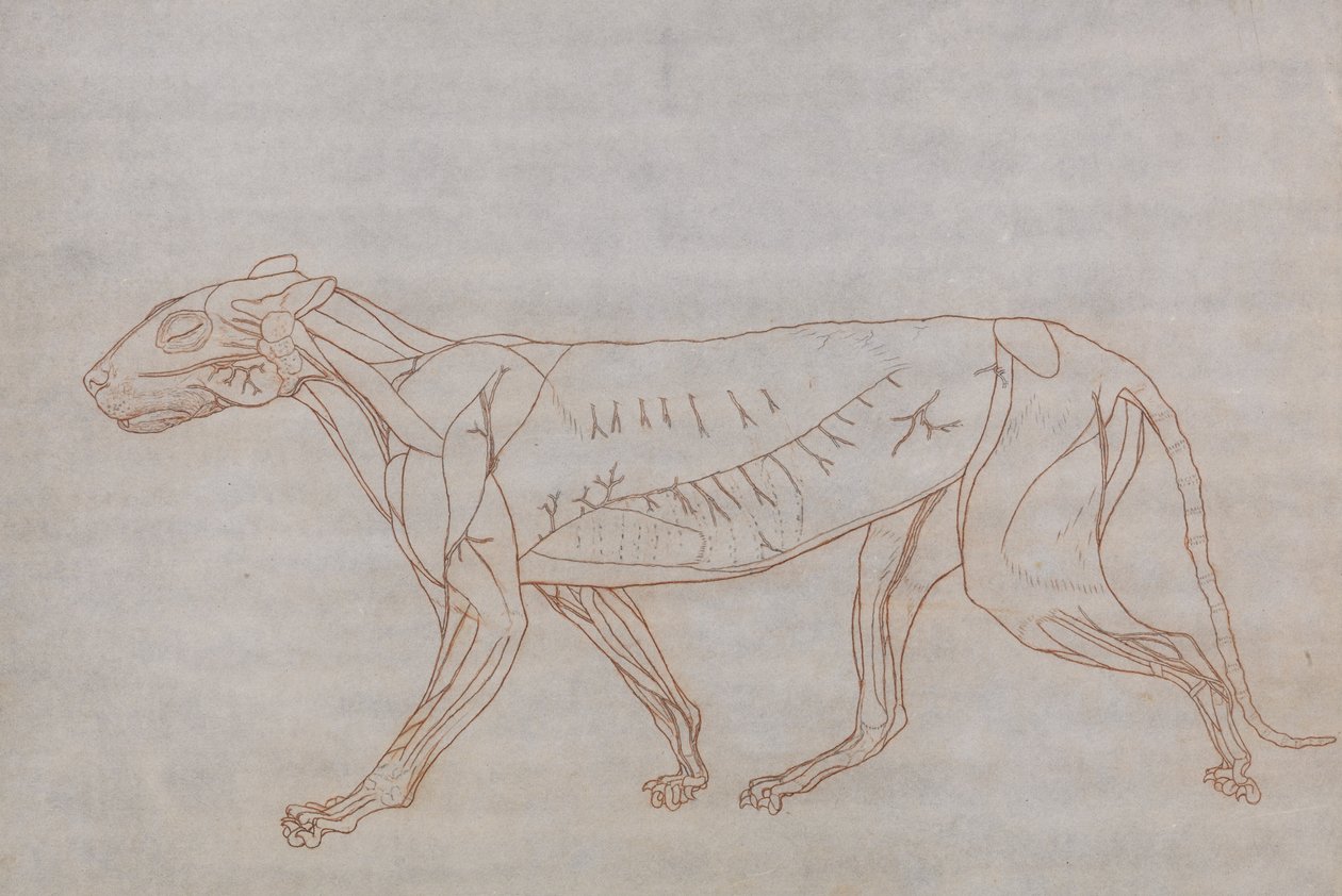 Vergleichende anatomische Darstellung der Struktur des menschlichen Körpers mit der eines Tigers und eines gewöhnlichen Huhns: Tigerkörper, Seitenansicht von George Stubbs