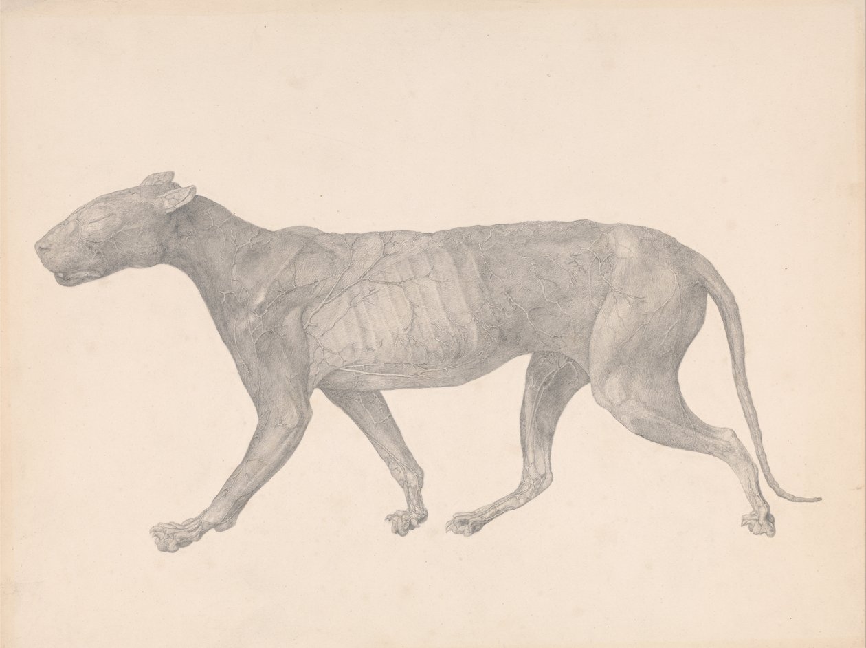 Vergleichende anatomische Darstellung der Struktur des menschlichen Körpers mit der eines Tigers und eines gewöhnlichen Huhns: Tiger, Seitenansicht, mit entfernter Haut und Gewebe von George Stubbs