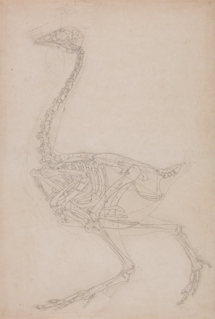 Vergleichende anatomische Darstellung der Struktur des menschlichen Körpers mit der eines Tigers und eines gewöhnlichen Huhns: Hühnerskelett, Seitenansicht von George Stubbs