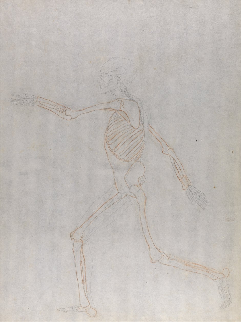 Vergleichende anatomische Darstellung der Struktur des menschlichen Körpers mit der eines Tigers und eines gewöhnlichen Huhns: Menschliches Skelett, Seitenansicht von George Stubbs