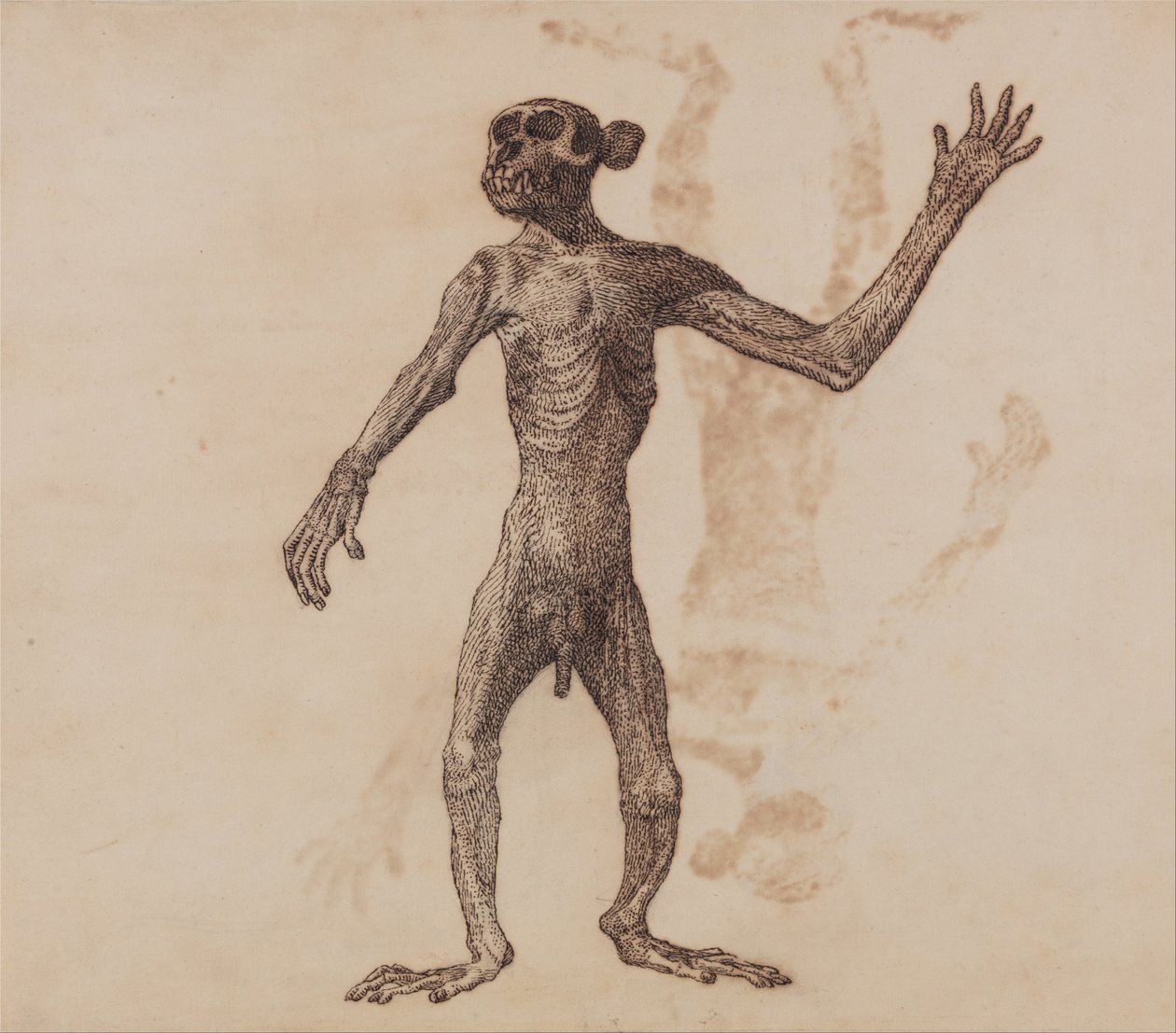 Vergleichende anatomische Darstellung der Struktur des menschlichen Körpers mit der eines Tigers und eines gewöhnlichen Huhns: Affe stehend, Vorderansicht von George Stubbs