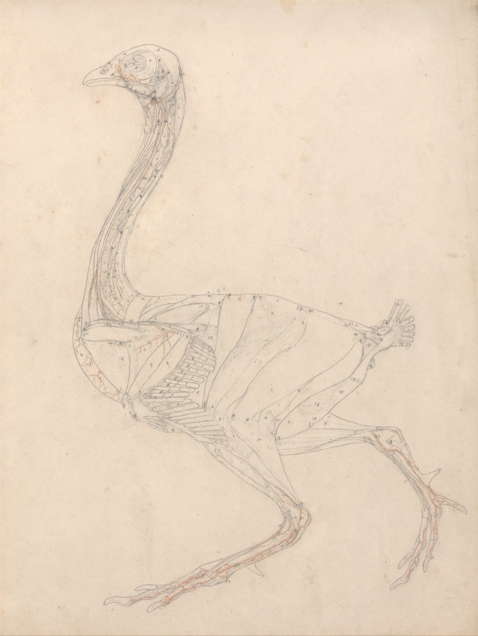 Vergleichende anatomische Darstellung der Struktur des menschlichen Körpers mit der eines Tigers und eines gewöhnlichen Vogels: Vogelkörper, Seitenansicht (Studie für die Schlüsselfigur zu Tafel XV) von George Stubbs
