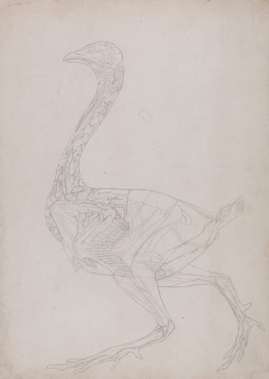 Vergleichende anatomische Darstellung der Struktur des menschlichen Körpers mit der eines Tigers und eines gewöhnlichen Huhns: Hühnerkörper, Seitenansicht (Umrisszeichnung, bezogen auf Tafel XV) von George Stubbs