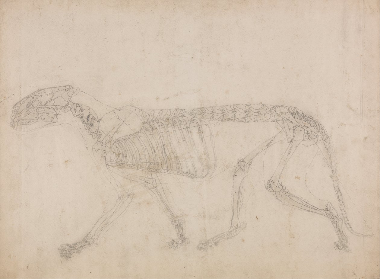 Eine vergleichende anatomische Darstellung der Struktur des menschlichen Körpers mit der eines Tigers und eines gewöhnlichen Huhns: Tigerskelett, Seitenansicht (Wahrscheinlich die Hauptstudie des Skeletts) von George Stubbs