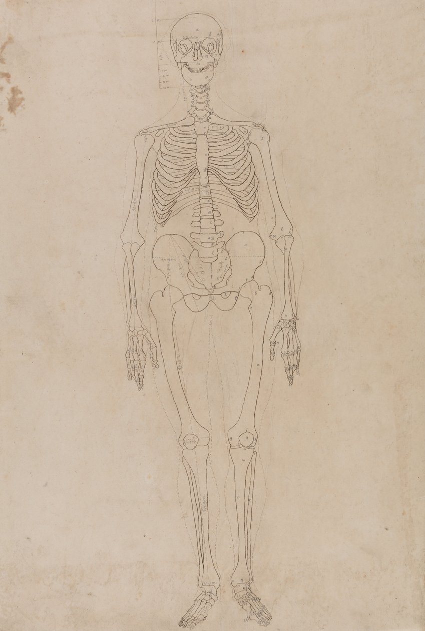 Vergleichende anatomische Darstellung der Struktur des menschlichen Körpers mit der eines Tigers und eines gewöhnlichen Huhns: Menschliches Skelett, Vorderansicht von George Stubbs