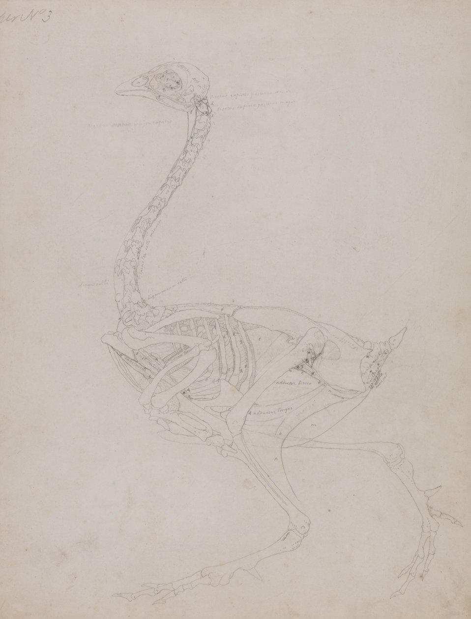 Vergleichende anatomische Darstellung des Aufbaus des menschlichen Körpers mit dem eines Tigers und eines gewöhnlichen Huhns: Hühnerkörper, Seitenansicht von George Stubbs