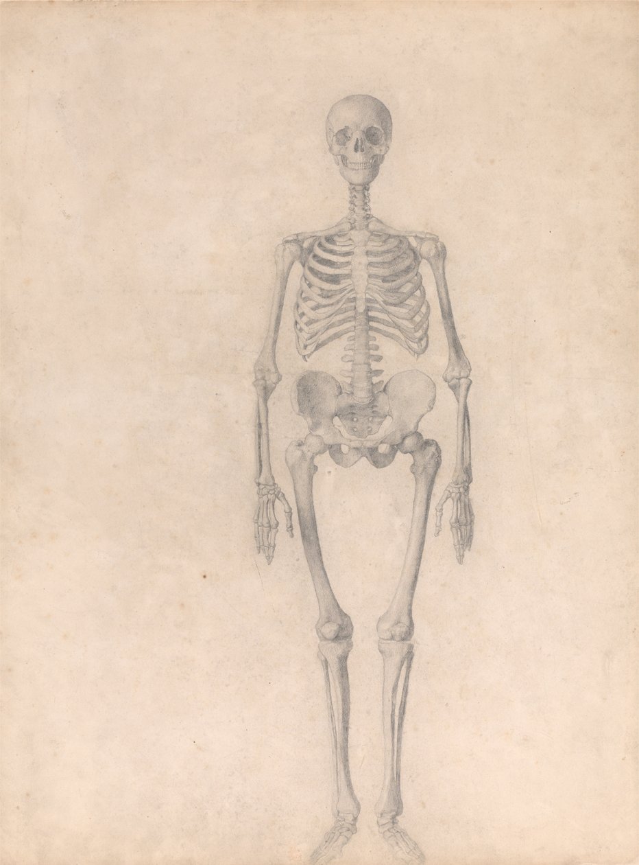 Vergleichende anatomische Darstellung der Struktur des menschlichen Körpers mit der eines Tigers und eines gewöhnlichen Huhns: Menschliches Skelett, Vorderansicht (Fertige Studie für Tafel I) von George Stubbs