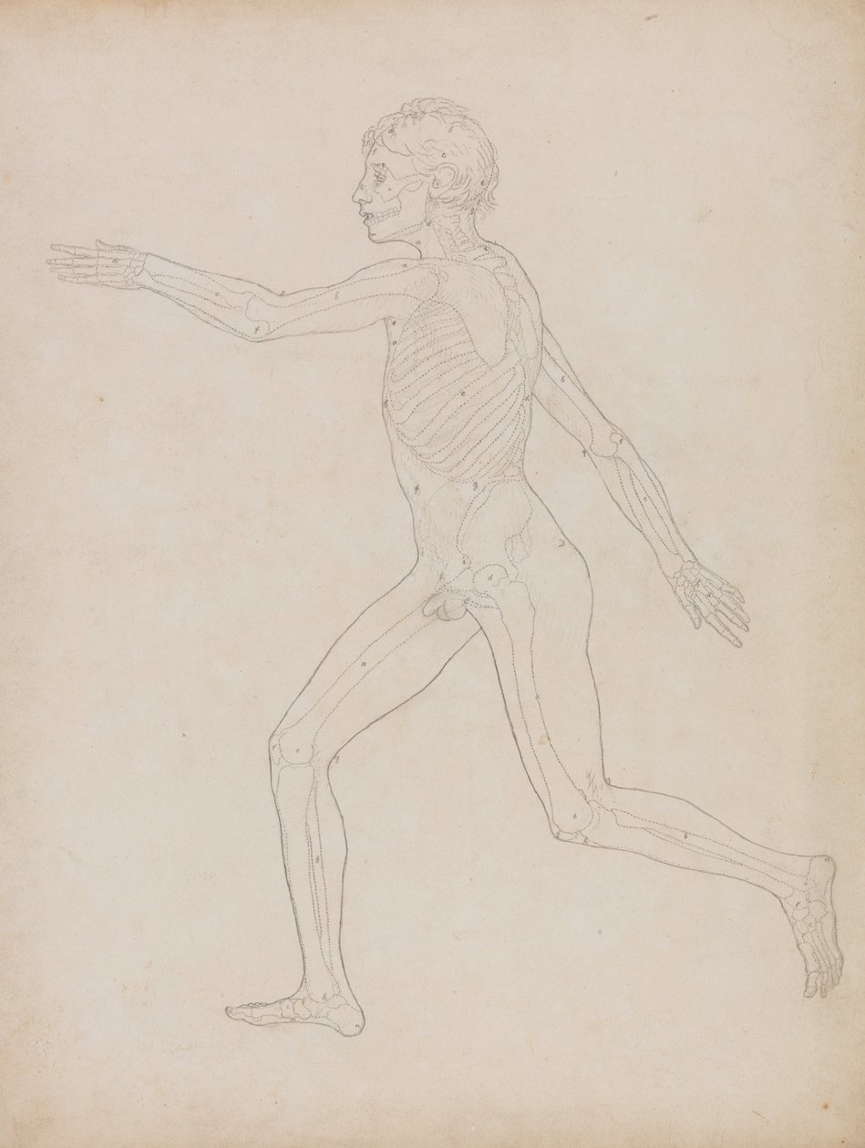Vergleichende anatomische Darstellung des menschlichen Körpers mit einem Tiger und einem Haushuhn: Menschliche Figur, Seitenansicht von George Stubbs