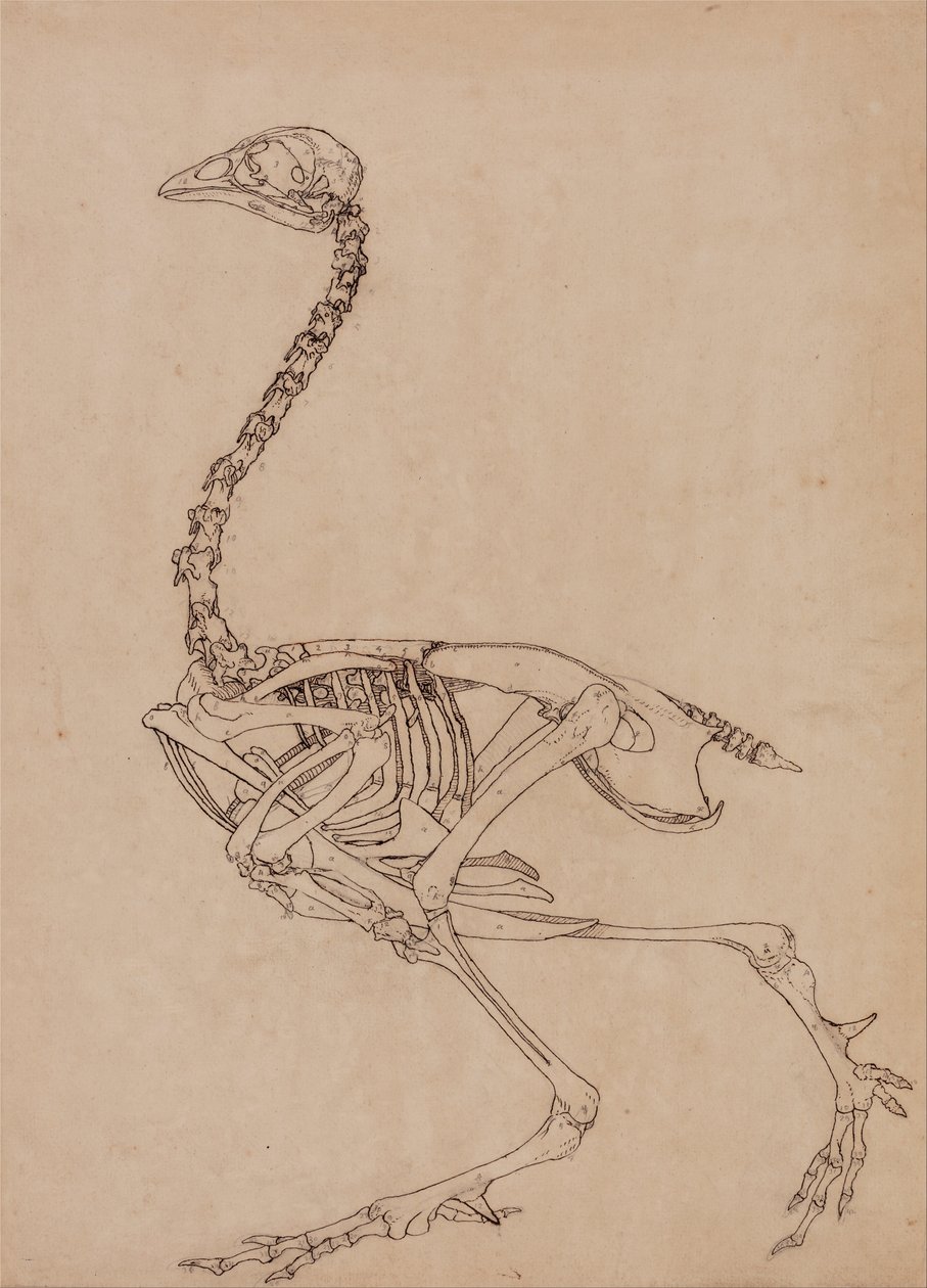 Vergleichende anatomische Darstellung des menschlichen Körpers mit einem Tiger und einem Haushuhn: Hühnerskelett, Seitenansicht (Studie für die Schlüsselfigur zu Tafel V) von George Stubbs