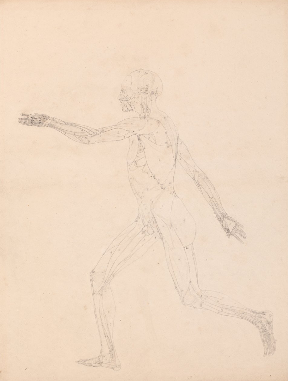 Vergleichende anatomische Darstellung der Struktur des menschlichen Körpers mit der eines Tigers und eines gewöhnlichen Huhns: Menschliche Figur, Seitenansicht von George Stubbs