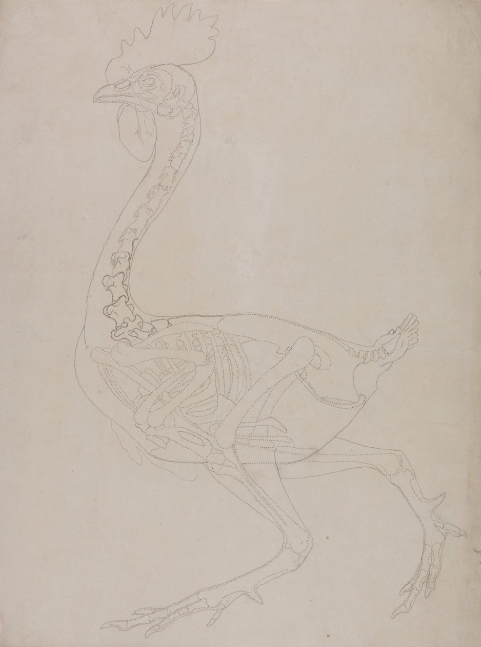 Vergleichende anatomische Darstellung der Struktur des menschlichen Körpers mit der eines Tigers und eines gewöhnlichen Huhns: Hühnerskelett, Seitenansicht von George Stubbs