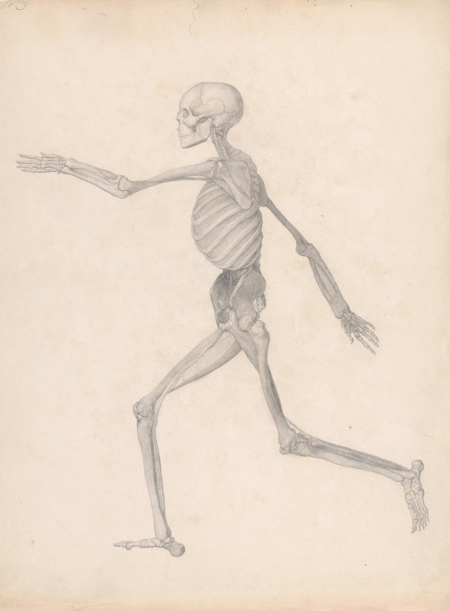Vergleichende anatomische Darstellung der Struktur des menschlichen Körpers mit der eines Tigers und eines gewöhnlichen Huhns: Menschliche Figur, Seitenansicht von George Stubbs