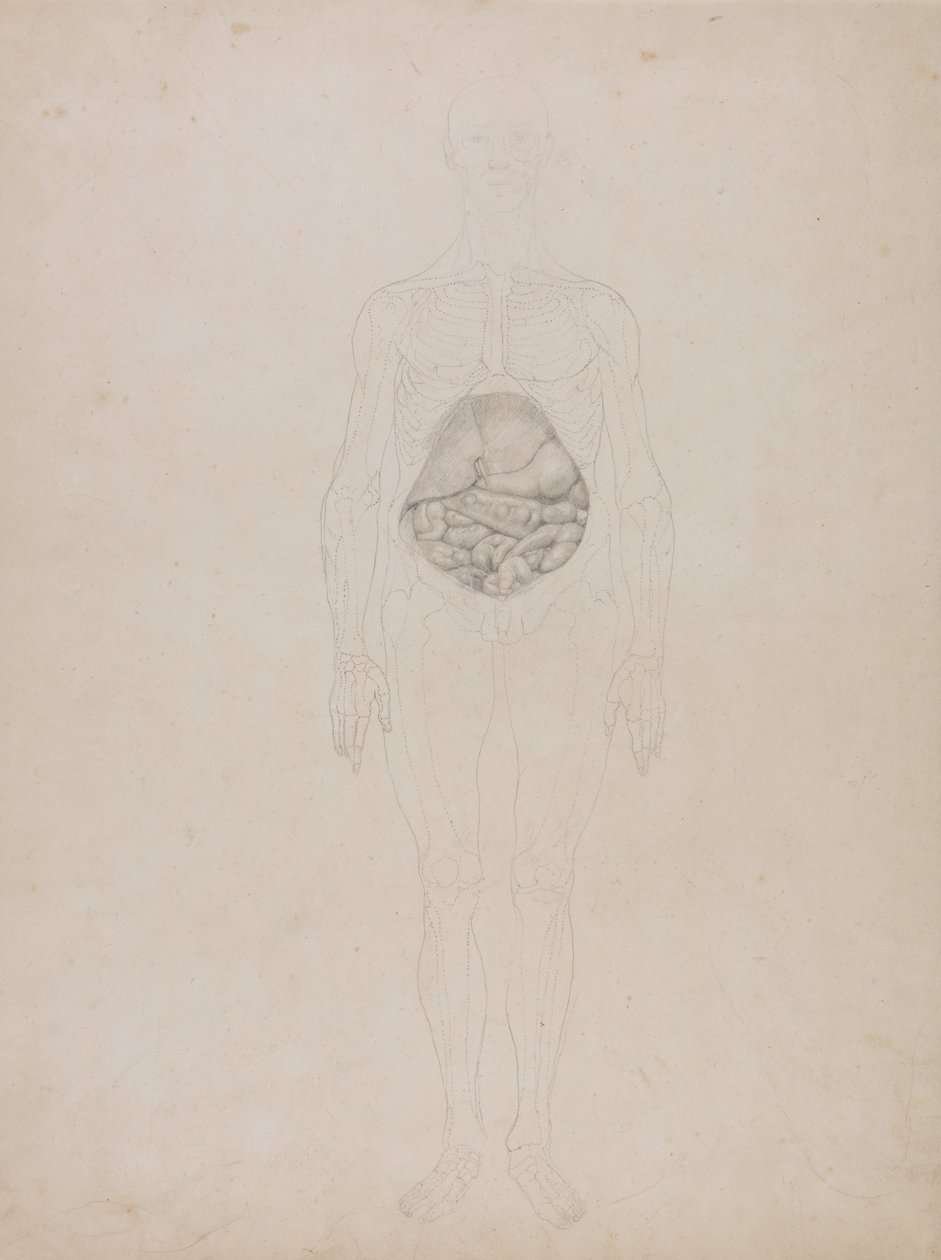 Vergleichende anatomische Darstellung der Struktur des menschlichen Körpers mit der eines Tigers und eines gewöhnlichen Huhns: Menschliche Figur, Vorderansicht (Umrisszeichnung) von George Stubbs