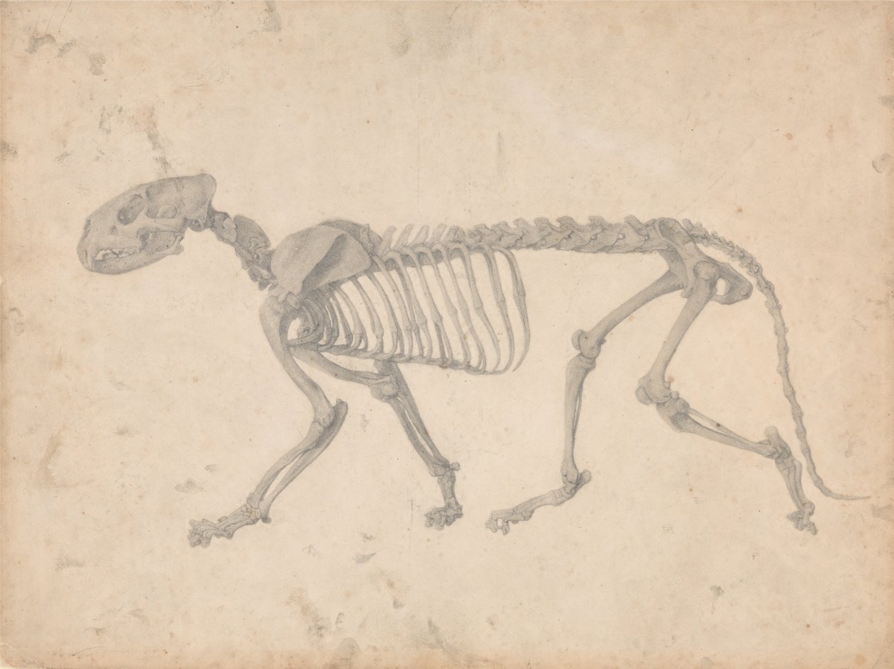 Vergleichende anatomische Darstellung der Struktur des menschlichen Körpers mit der eines Tigers und eines gewöhnlichen Huhns: Tigerskelett, Seitenansicht (Fertige Studie für Tafel IV) von George Stubbs