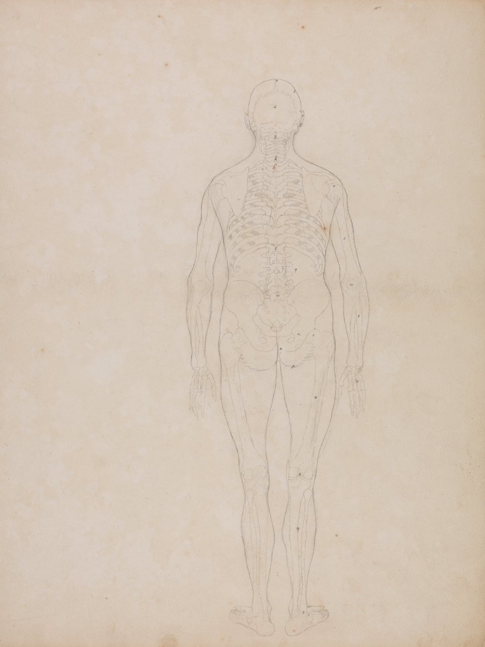 Ein vergleichender anatomischer Exposition der Struktur des menschlichen Körpers mit der eines Tigers und eines gewöhnlichen Huhns: Menschliche Figur, Rückansicht von George Stubbs