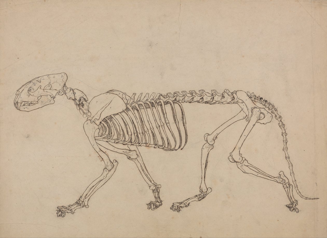 Vergleichende anatomische Darstellung der Struktur des menschlichen Körpers mit der eines Tigers und eines Haushuhns: Tigerskelett, Seitenansicht (Studie für die Schlüsselfigur zu Tafel IV) von George Stubbs