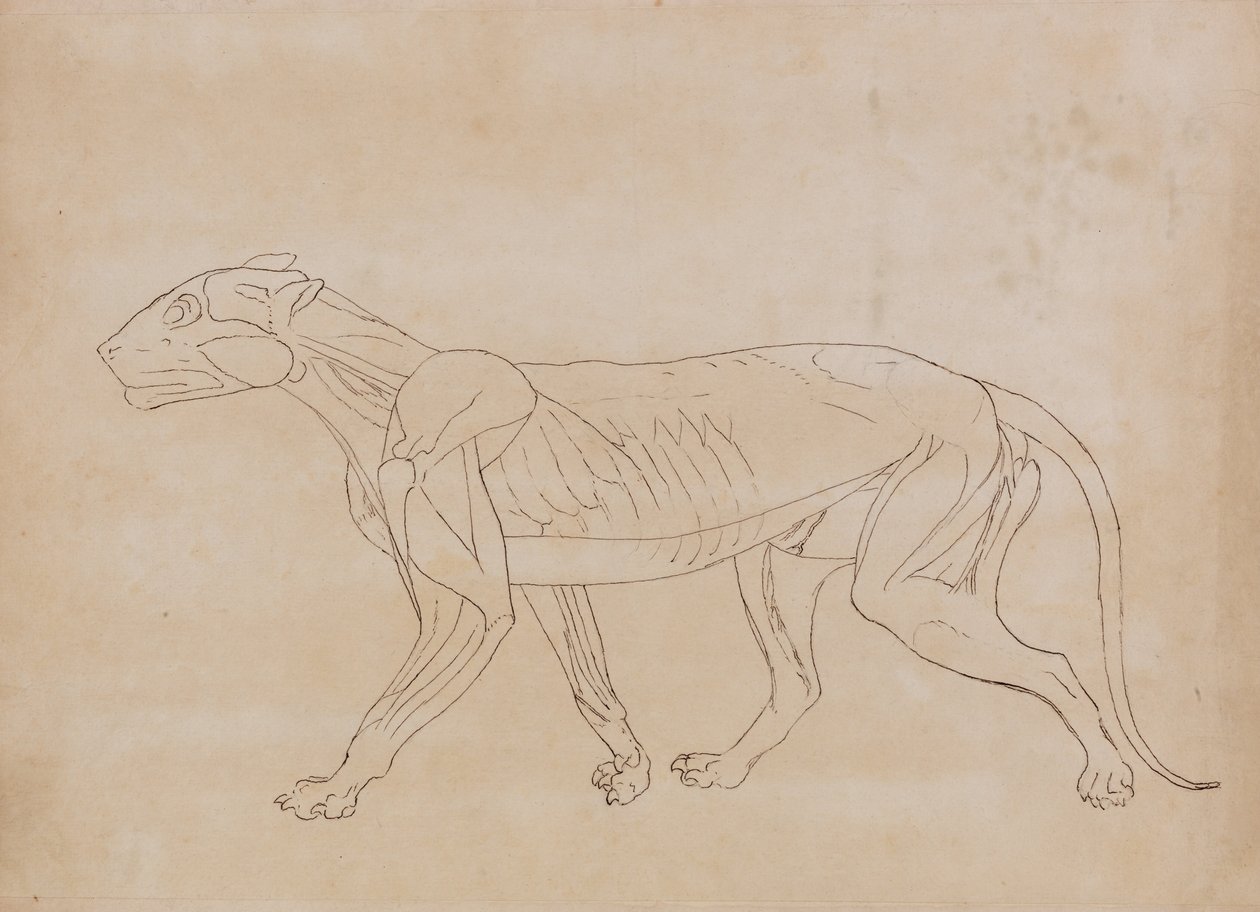 Vergleichende anatomische Darstellung der Struktur des menschlichen Körpers mit der eines Tigers und eines gewöhnlichen Huhns: Tigerkörper, Seitenansicht (Umrisszeichnung für eine Schlüsselfigur) von George Stubbs