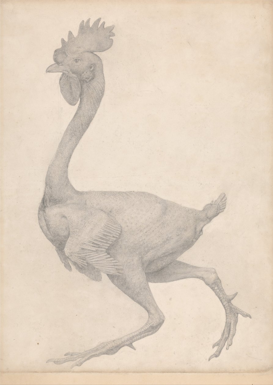 Vergleichende anatomische Darstellung der Struktur des menschlichen Körpers mit der eines Tigers und eines gewöhnlichen Huhns: Huhn, Seitenansicht mit den meisten entfernten Federn (Fertige Studie für Tafel X) von George Stubbs