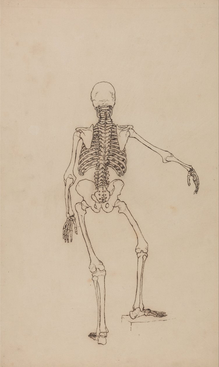Vergleichende anatomische Darstellung der Struktur des menschlichen Körpers mit der eines Tigers und eines gewöhnlichen Huhns: Menschliches Skelett, Rückansicht von George Stubbs