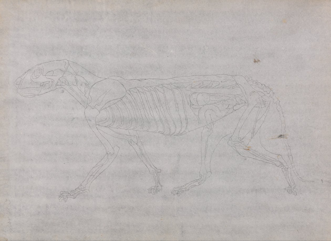 Vergleichende anatomische Darstellung der Struktur des menschlichen Körpers mit der eines Tigers und eines gewöhnlichen Huhns: Tigerkörper, Seitenansicht von George Stubbs