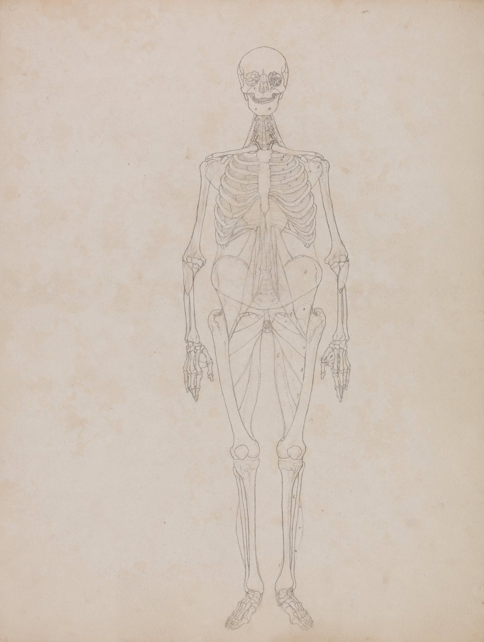 Vergleichende anatomische Darstellung der Struktur des menschlichen Körpers mit der eines Tigers und eines gewöhnlichen Huhns: Menschliche Figur, Vorderansicht (Umrissfigur) von George Stubbs