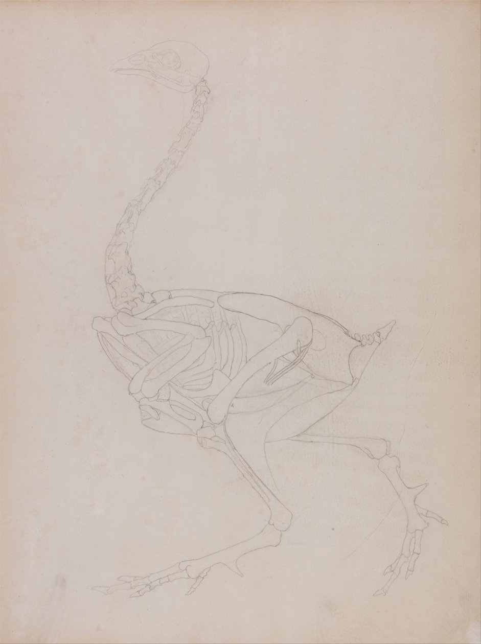 Vergleichende anatomische Darstellung der Struktur des menschlichen Körpers mit der eines Tigers und eines gewöhnlichen Huhns: Hühnerkörper, Seitenansicht von George Stubbs
