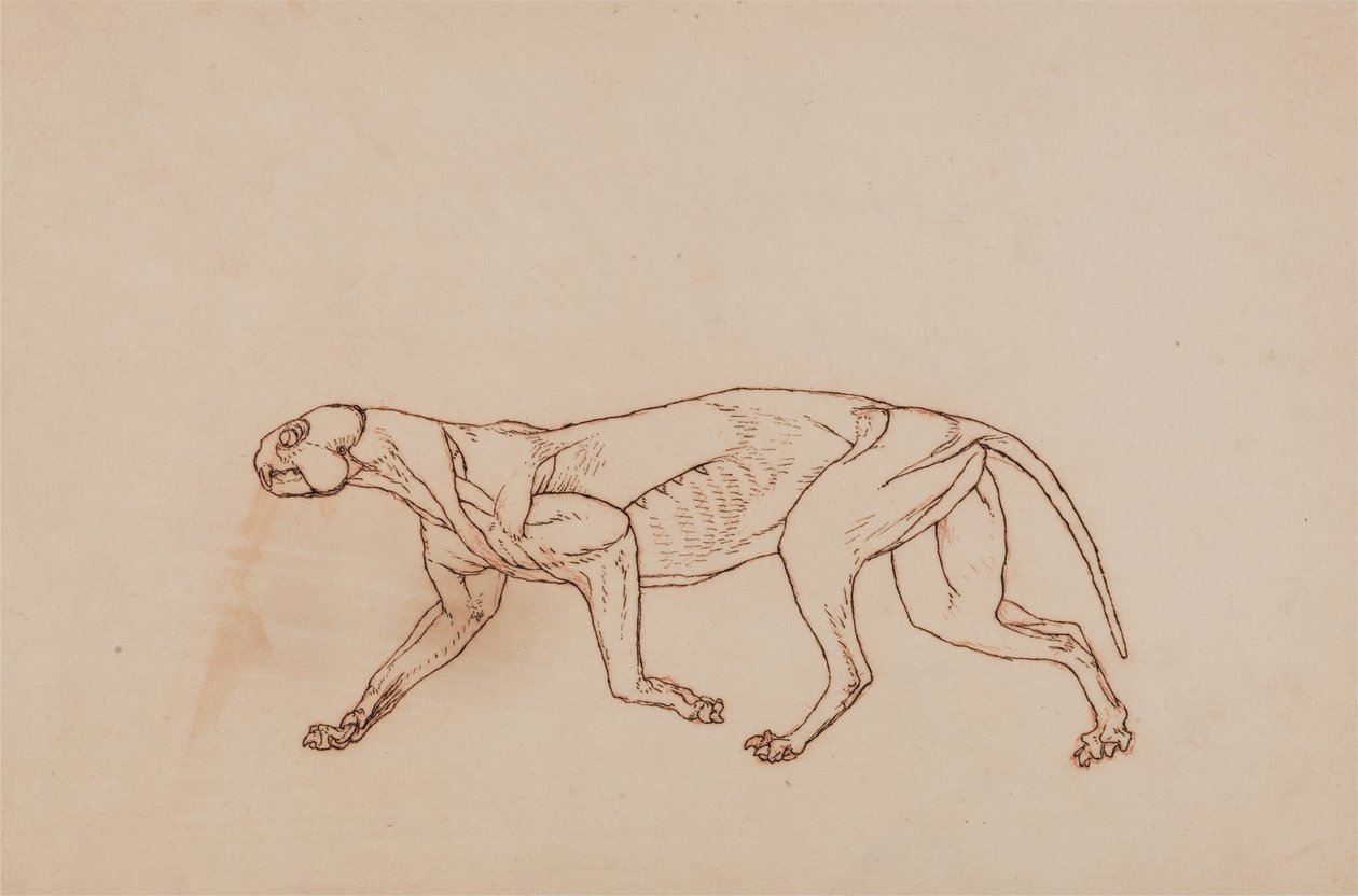 Vergleichende anatomische Darstellung des menschlichen Körpers mit dem eines Tigers und eines gewöhnlichen Huhns: Leopardenkörper, Seitenansicht von George Stubbs