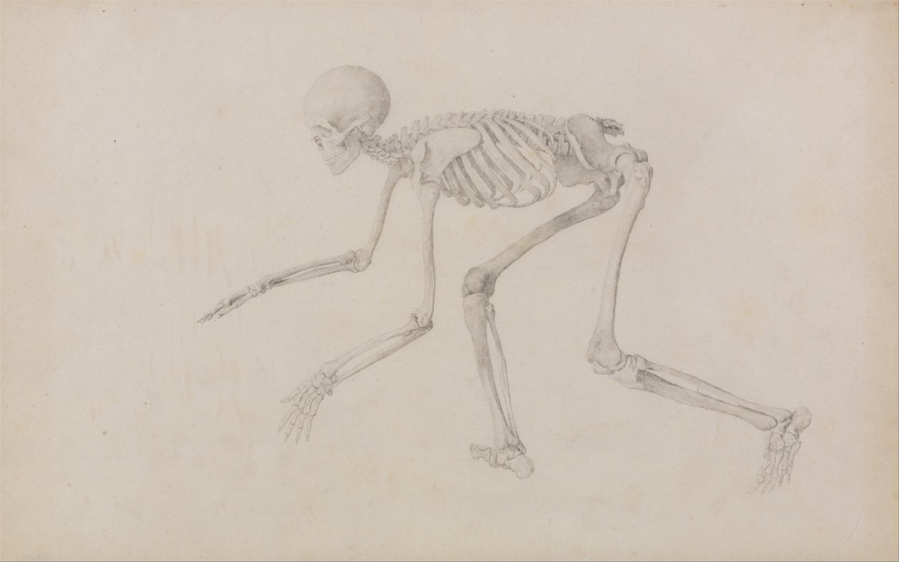 Vergleichende anatomische Darstellung der Struktur des menschlichen Körpers mit der eines Tigers und eines gewöhnlichen Huhns: Menschliches Skelett, Seitenansicht (in kriechender Haltung) von George Stubbs