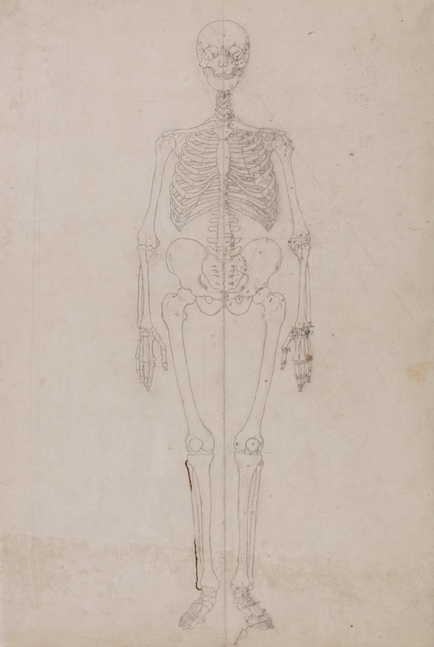 Vergleichende anatomische Darstellung der Struktur des menschlichen Körpers mit der eines Tigers und eines gewöhnlichen Huhns: Menschliches Skelett, Vorderansicht (endgültige Studie) von George Stubbs
