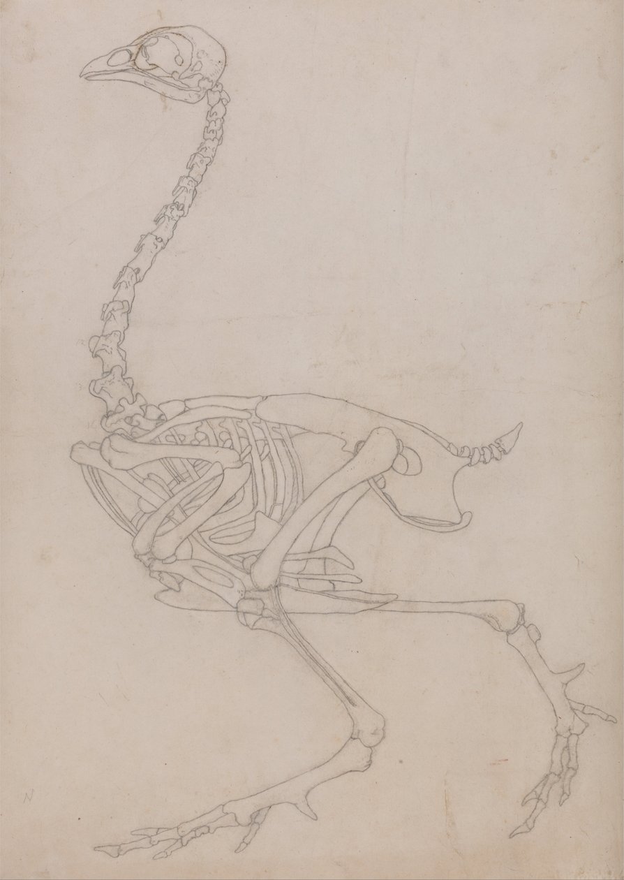 Vergleichende anatomische Darstellung der Struktur des menschlichen Körpers mit der eines Tigers und eines gewöhnlichen Huhns: Hühnerskelett, Seitenansicht (Umrisszeichnung des Skeletts) von George Stubbs