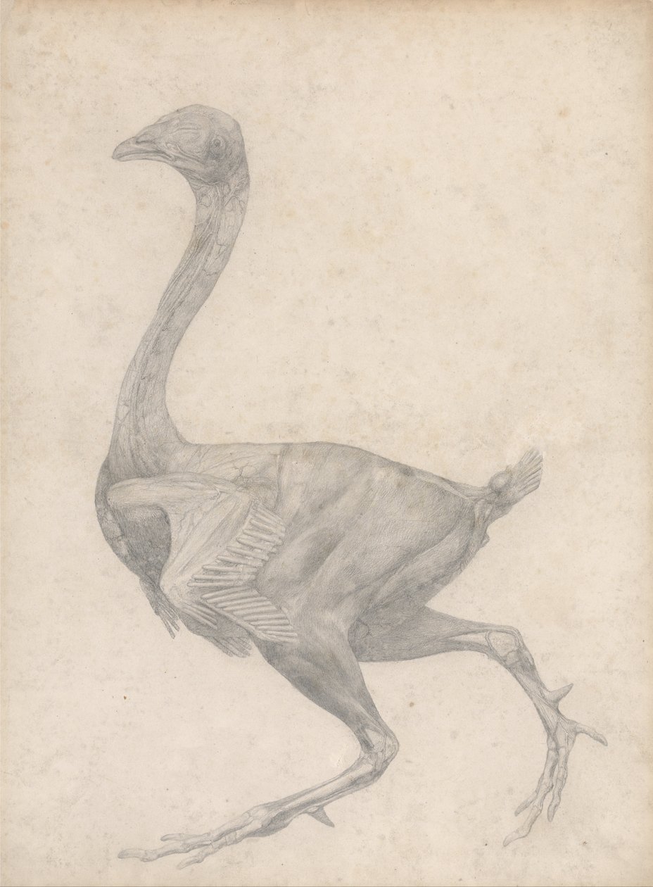 Vergleichende anatomische Darstellung der Struktur des menschlichen Körpers mit der eines Tigers und eines gewöhnlichen Huhns: Huhn, Seitenansicht, mit entfernter Haut und darunterliegenden Faszienschichten von George Stubbs