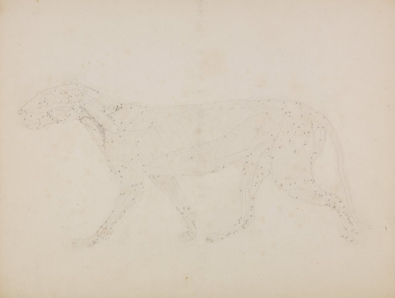 Vergleichende anatomische Darstellung der Struktur des menschlichen Körpers mit der eines Tigers und eines gewöhnlichen Huhns: Tigerkörper, Seitenansicht (Studie der oberen Muskelschichten) von George Stubbs