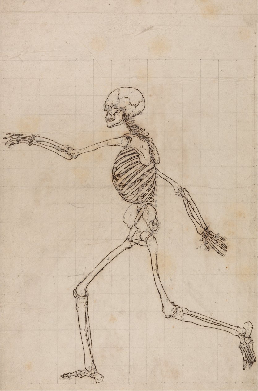 Vergleichende anatomische Darstellung der Struktur des menschlichen Körpers mit der eines Tigers und eines gewöhnlichen Huhns: Menschliches Skelett, Seitenansicht von George Stubbs