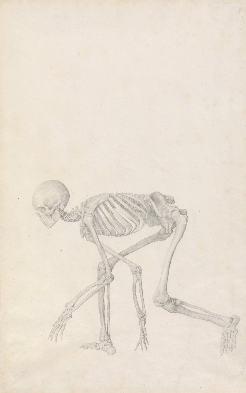 Vergleichende anatomische Darstellung der Struktur des menschlichen Körpers mit der eines Tigers und eines gewöhnlichen Huhns: Menschliches Skelett, Seitenansicht (in hockender Haltung) von George Stubbs