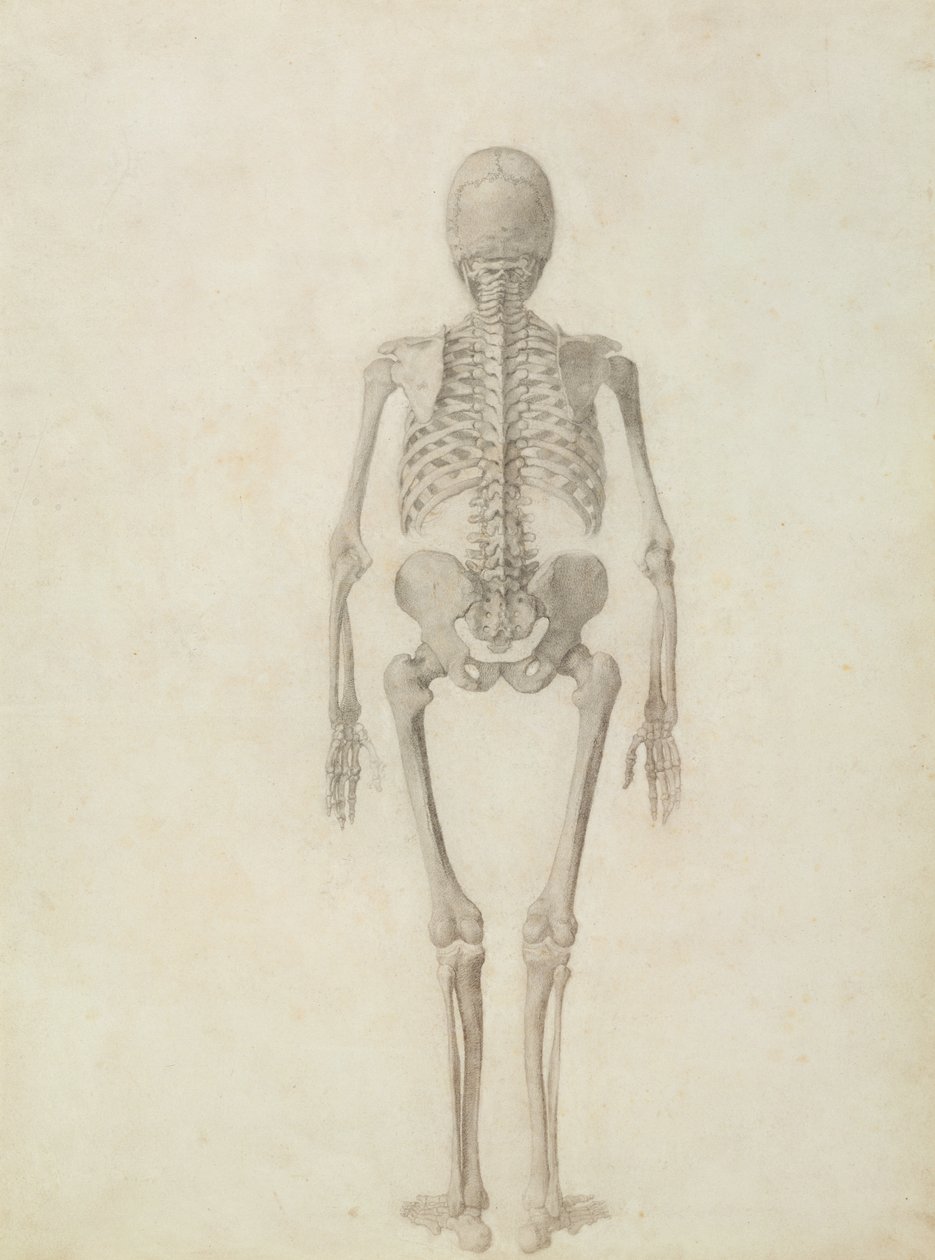 Eine vergleichende anatomische Darstellung der Struktur des menschlichen Körpers mit der eines Tigers und eines gewöhnlichen Huhns: Menschliches Skelett, Rückansicht von George Stubbs