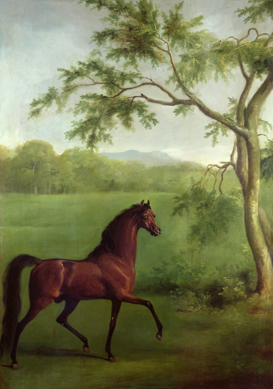 Ein arabischer Hengst unter einem Baum, ca. 1761-63 von George Stubbs