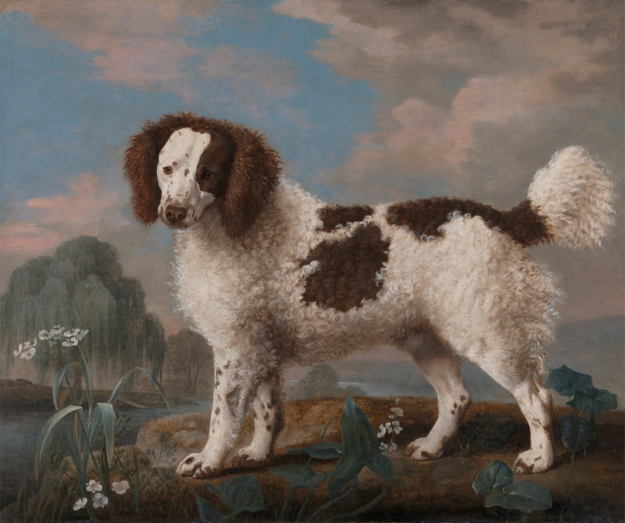 Brauner und weißer Norfolk- oder Wasserspaniel von George Stubbs