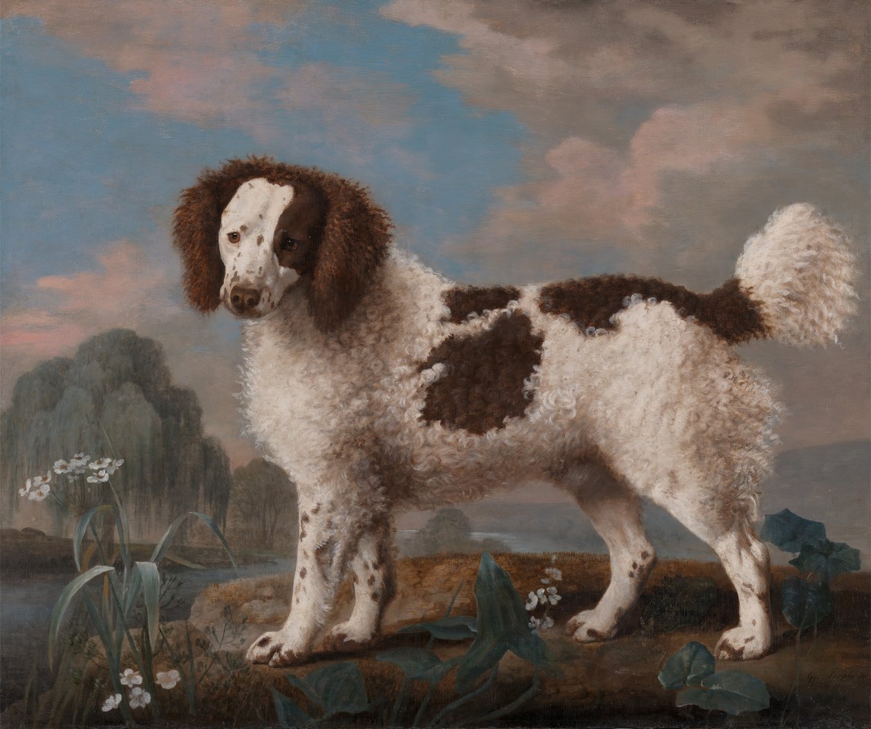 Brauner und weißer Norfolk- oder Wasserspaniel von George Stubbs