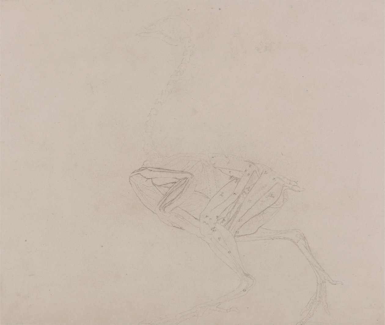 Dorking-Hühnerkörper, Seitenansicht (Studie der Muskeln des Körpers und der Gliedmaßen in einem späteren Stadium der Dissektion) von George Stubbs