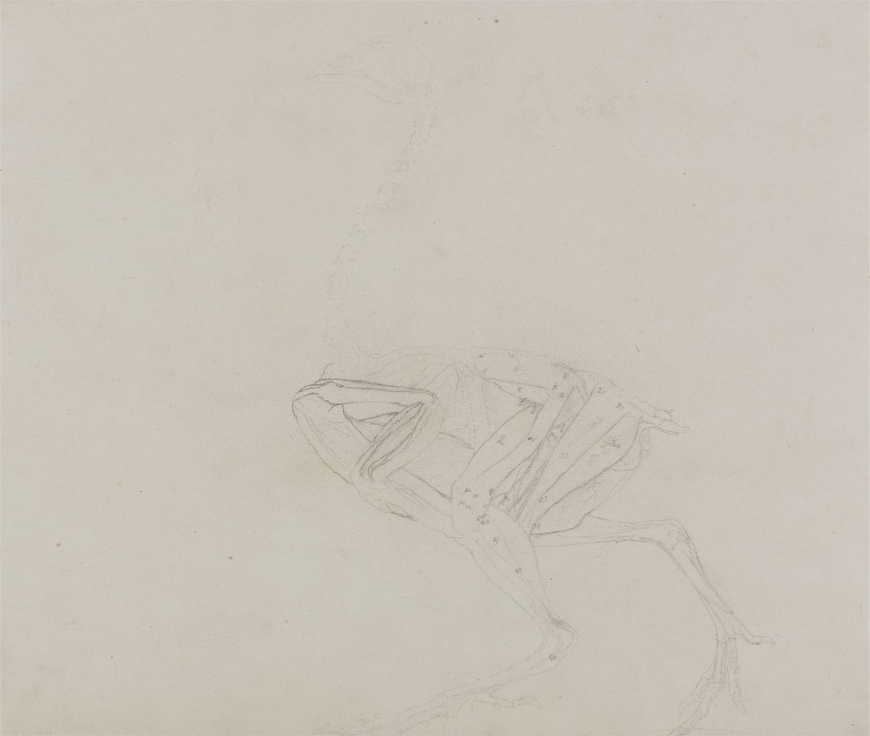 Dorking Huhn Körper, Seitenansicht, aus Ein Vergleichender Anatomischer Exposition der Struktur des menschlichen Körpers mit der eines Tigers und eines gewöhnlichen Huhns, 1795-1806 von George Stubbs