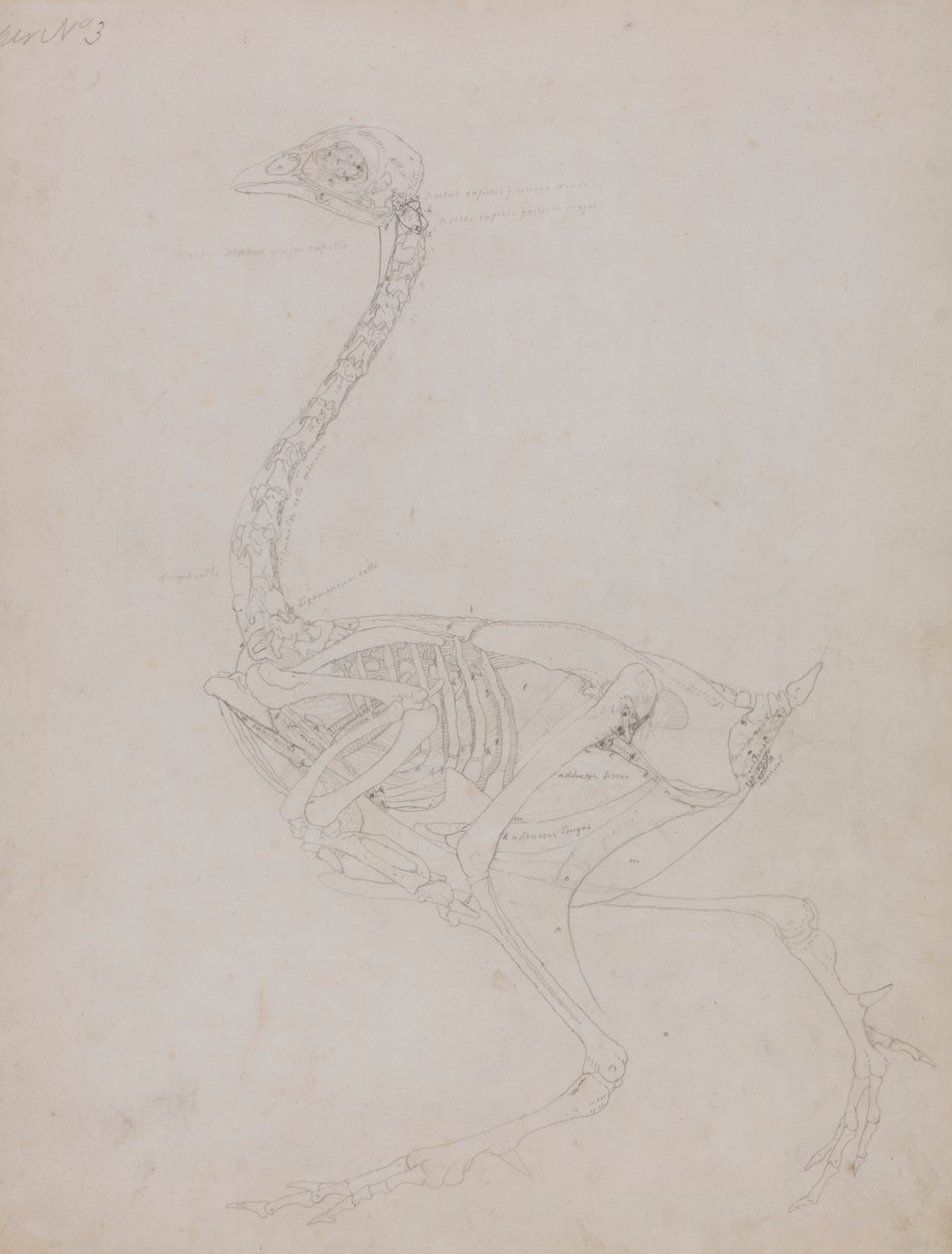 Vogelkörper, Seitenansicht von George Stubbs